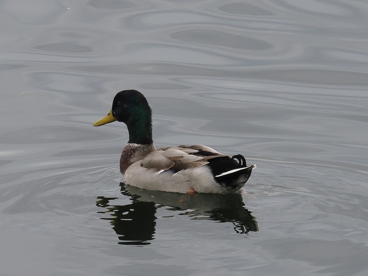 Крижень звичайний - ML645145912