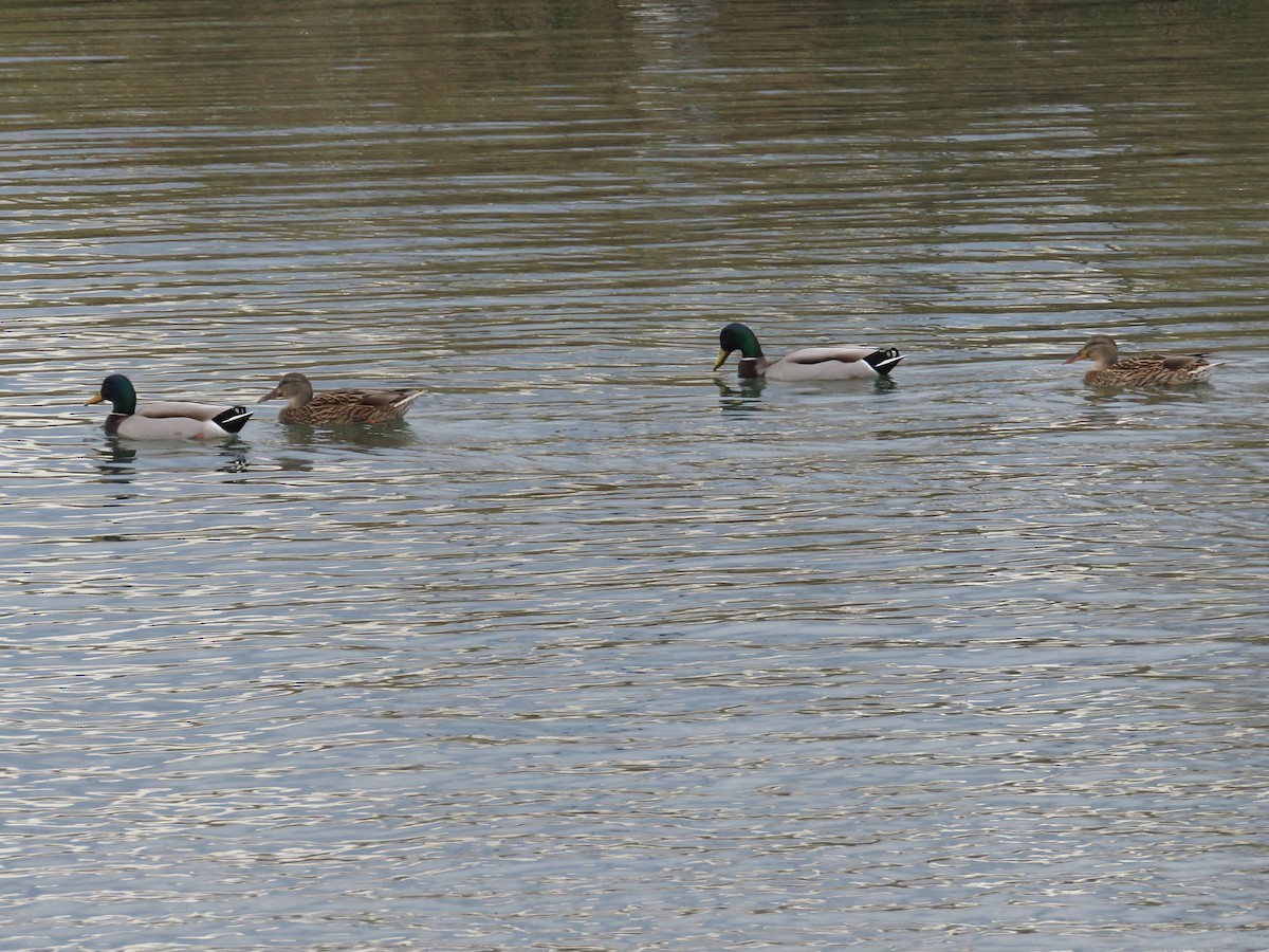 Крижень звичайний - ML645145913