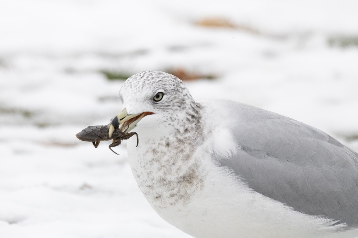 Мартин делаверський - ML645145921