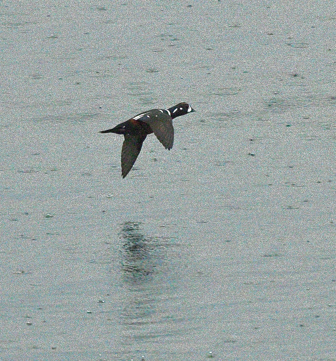 Каменярка - ML645145922