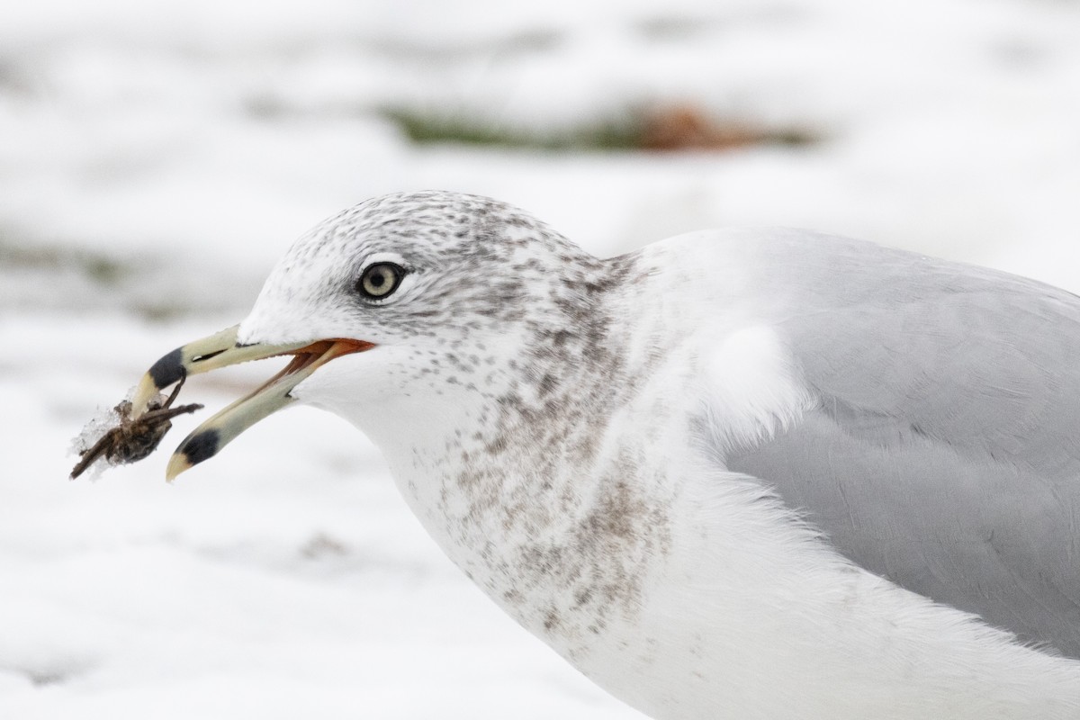 Мартин делаверський - ML645145923