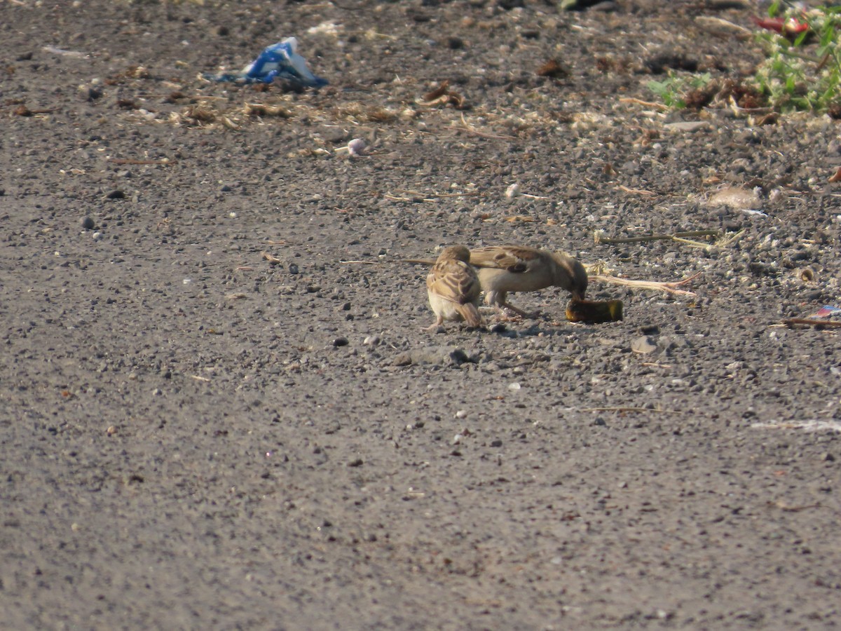 Горобець хатній - ML645145926