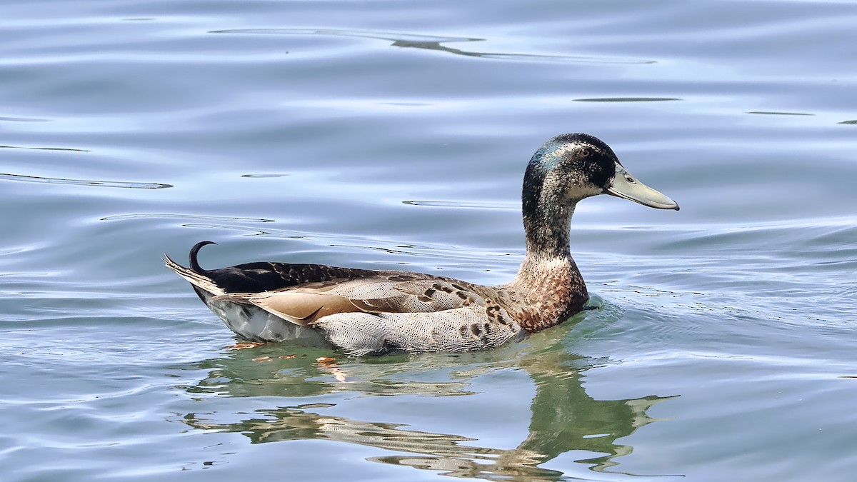 Крижень (свійський) - ML645145927