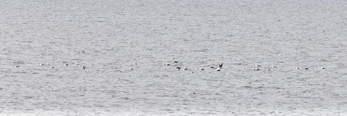 Альбатрос чорнобровий - ML645145928