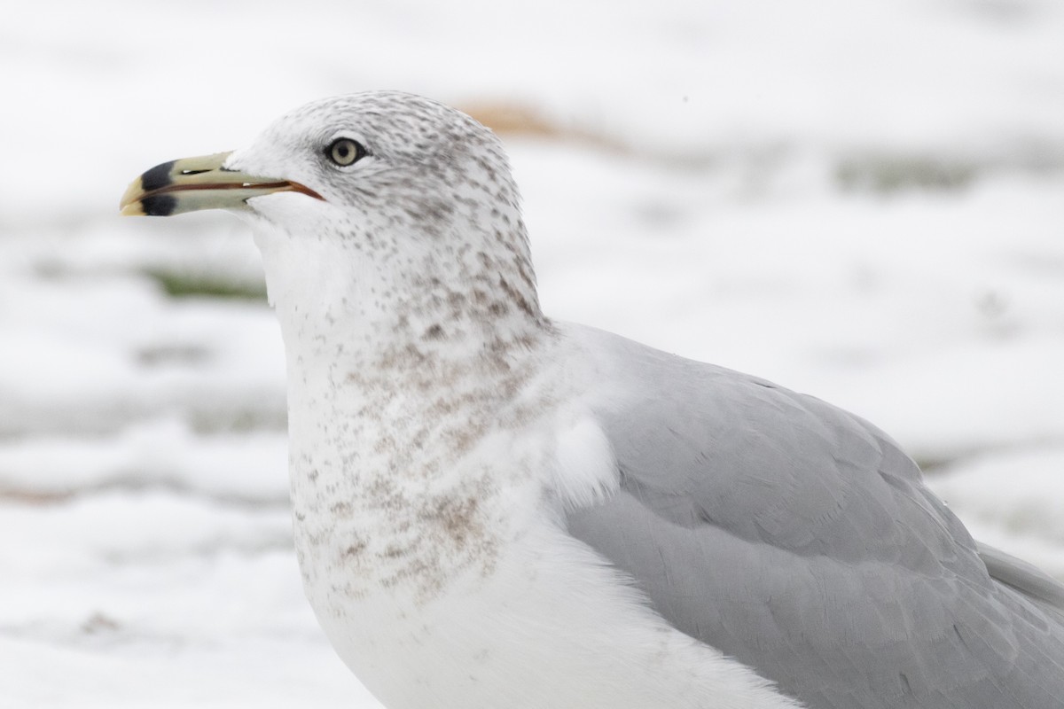 Мартин делаверський - ML645145929
