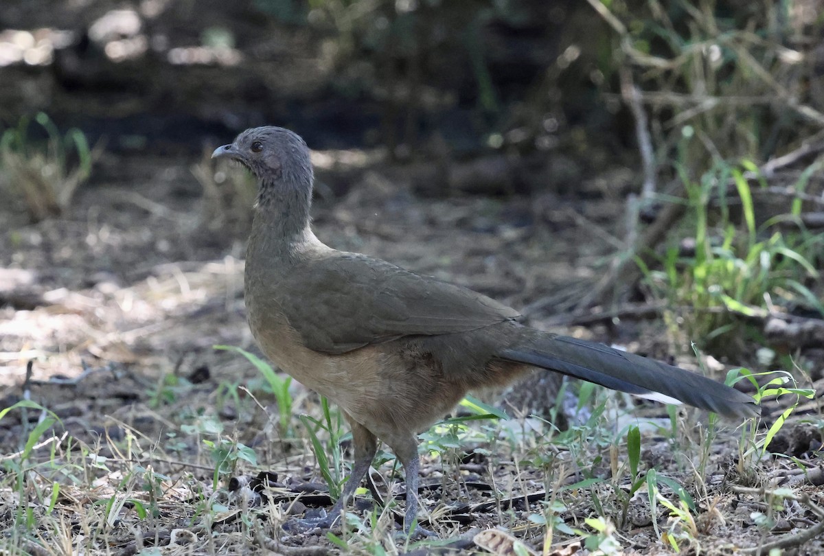 Чачалака східна - ML645145930