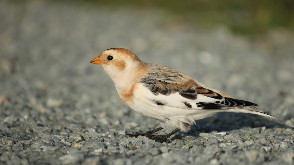 Пуночка снігова - ML645145931