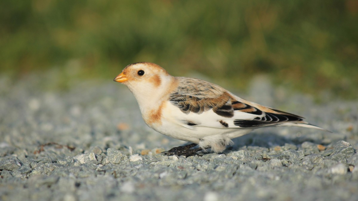 Пуночка снігова - ML645145932