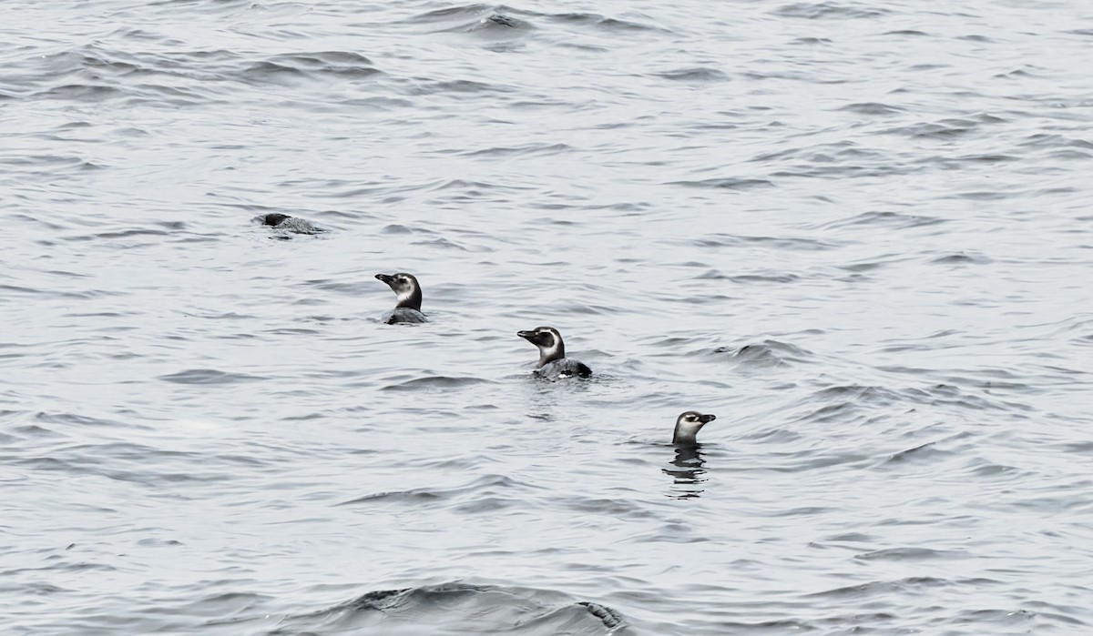 Пінгвін магеланський - ML645145933