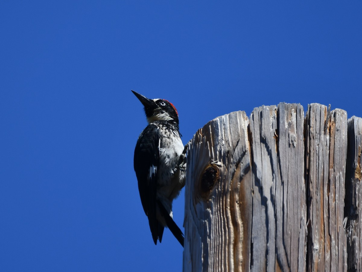 Гіла чорновола - ML645145935