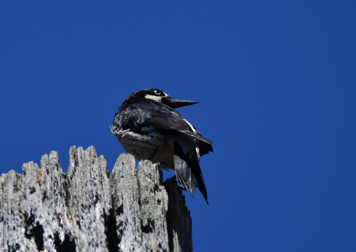 Гіла чорновола - ML645145936