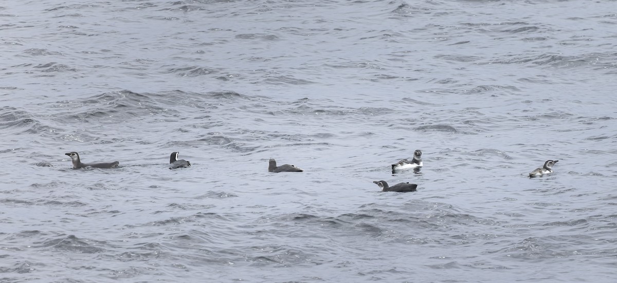 Magellanpinguin - ML645145945