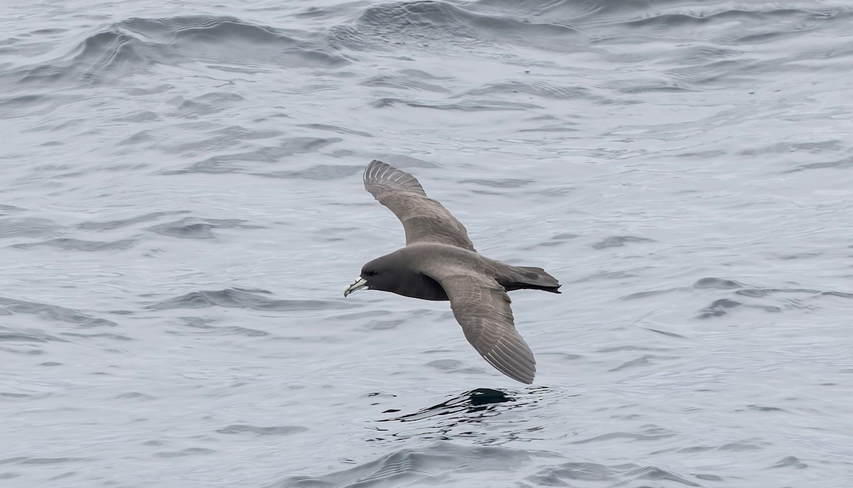 White-chinned Petrel - ML645145949