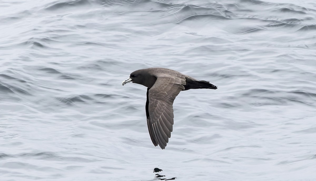 White-chinned Petrel - ML645145950