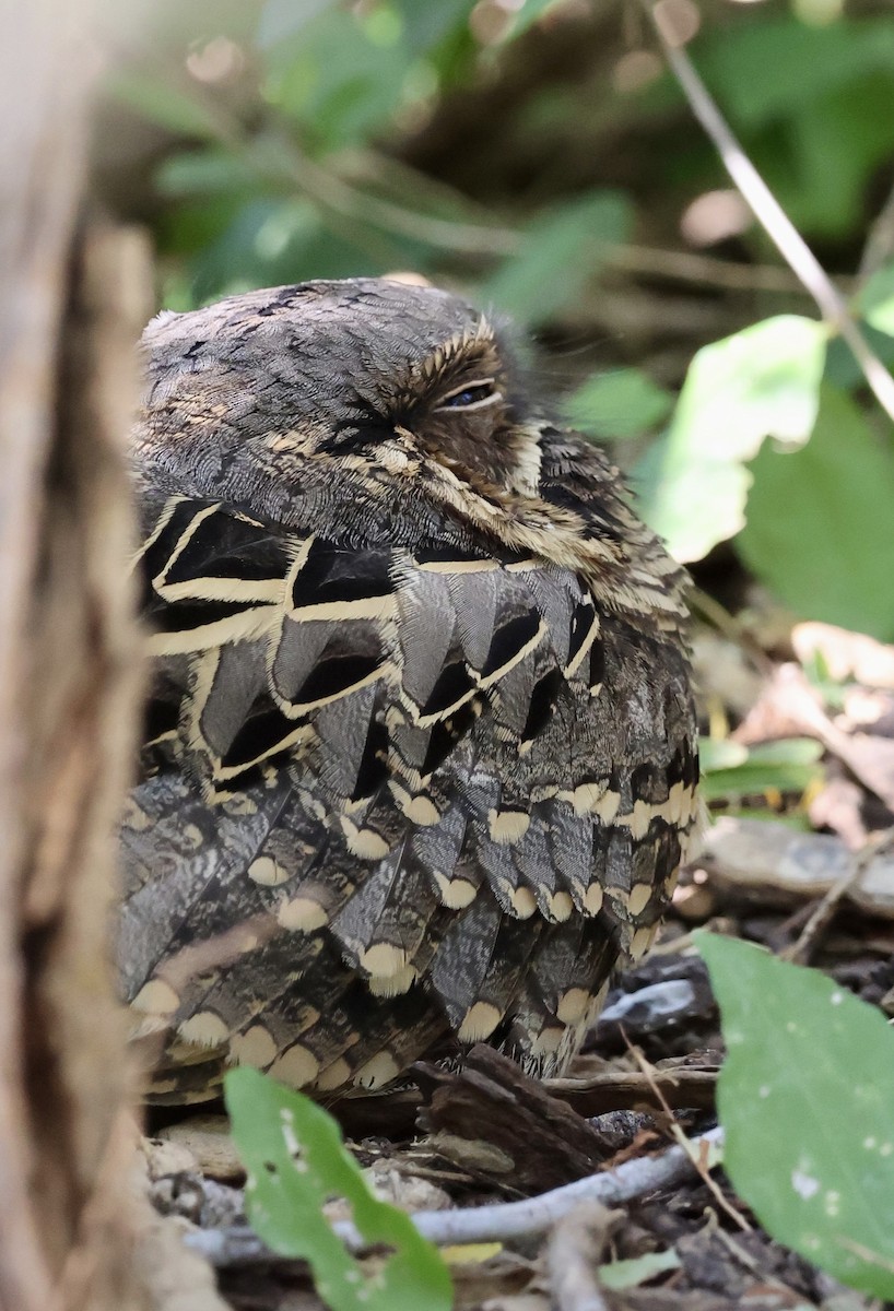 pauraquenattravn - ML645145969