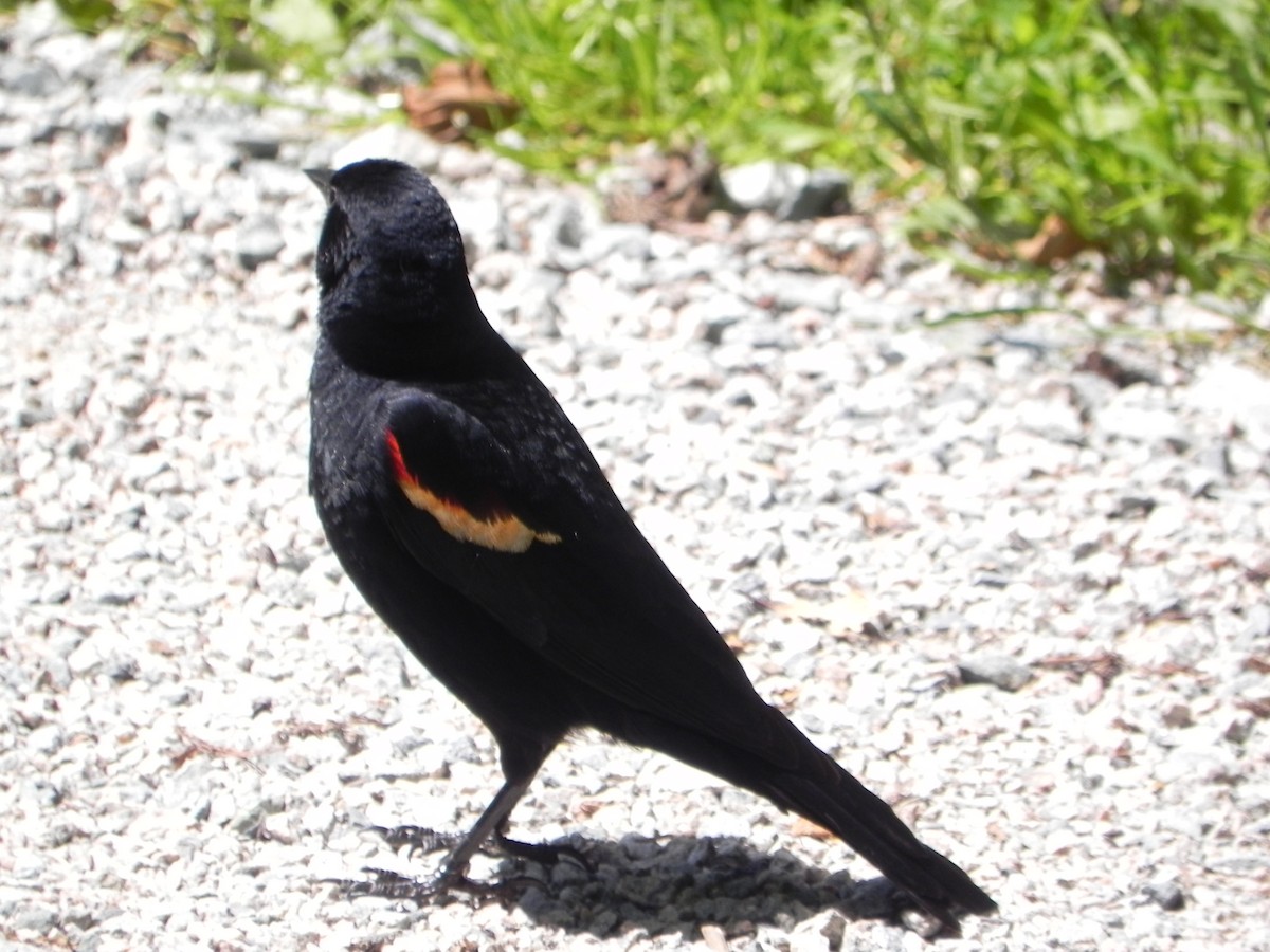 Red-winged Blackbird - ML645145971