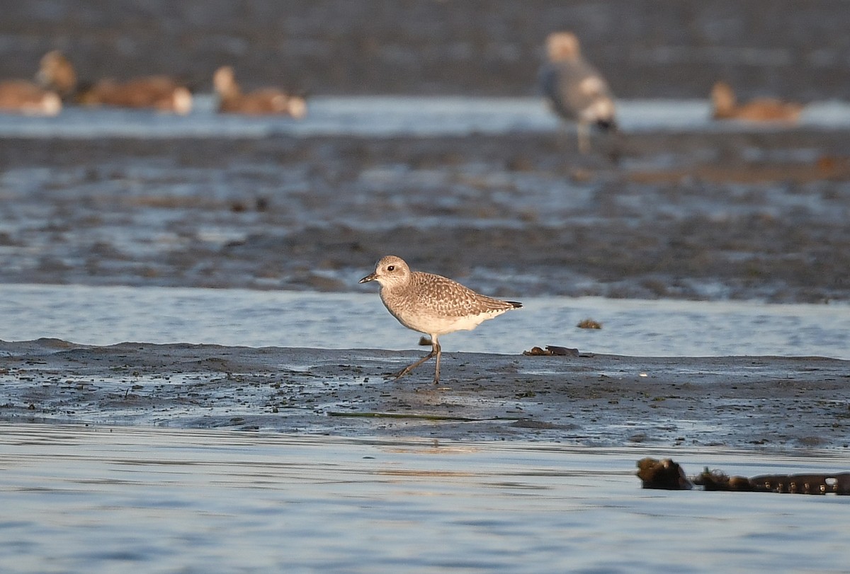 Chorlito Gris - ML645145985