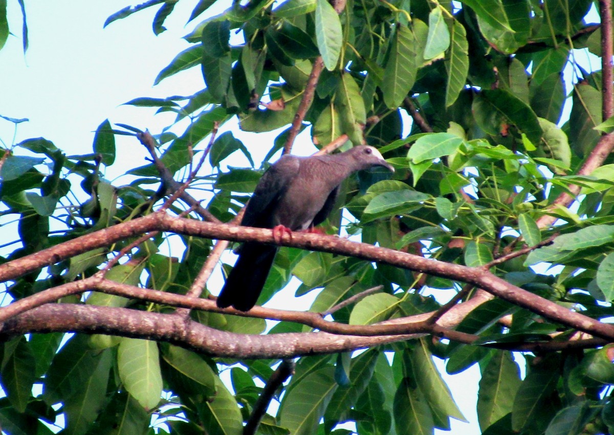 holub antilský - ML645145992