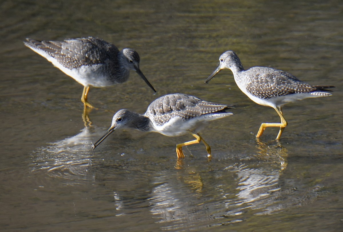Greater Yellowlegs - ML645145993