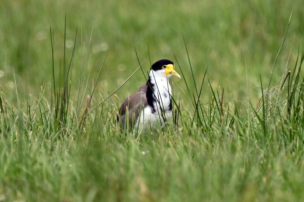 Masked Lapwing - ML645146020