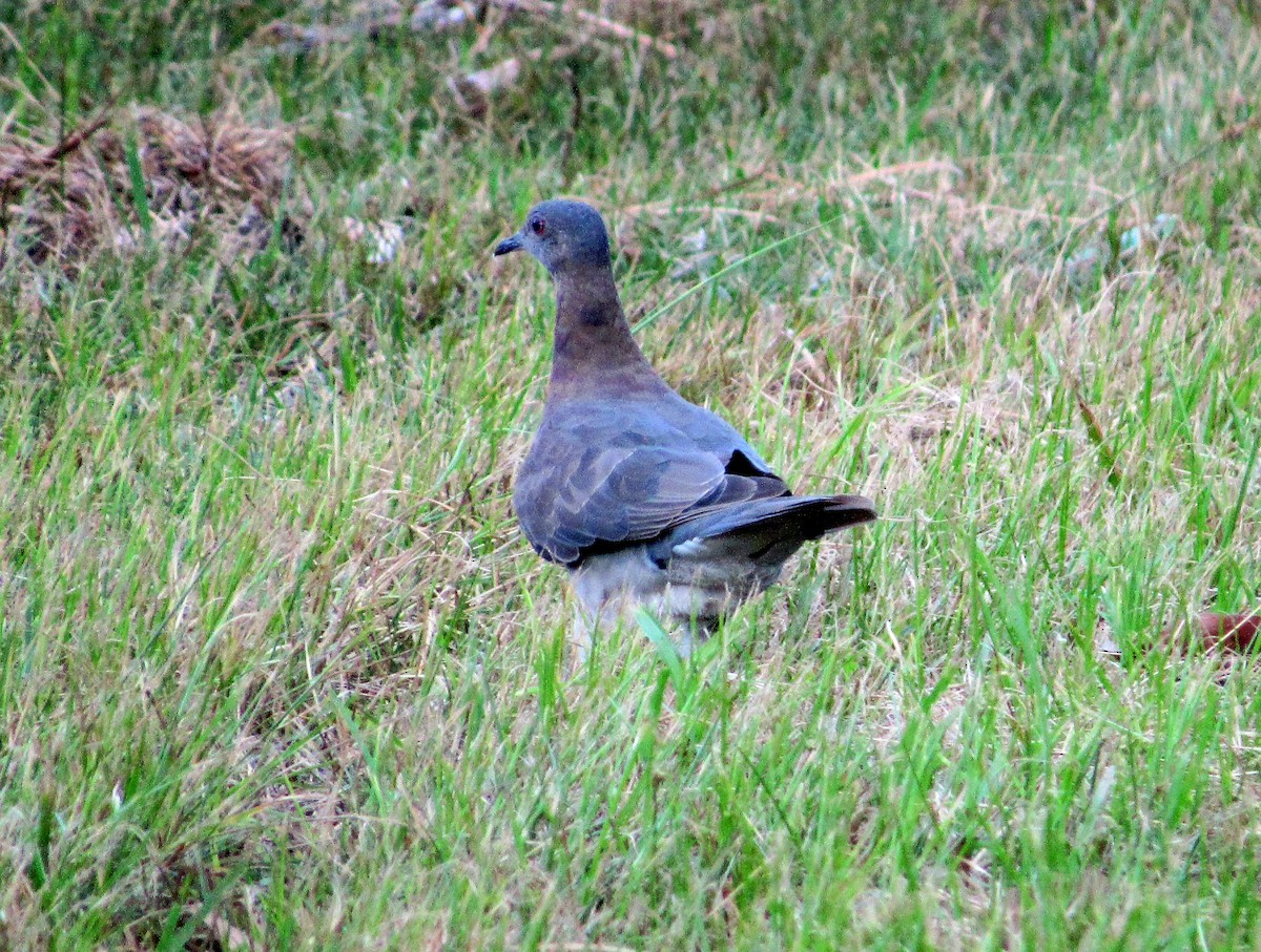 Pale-vented Pigeon - ML645146021