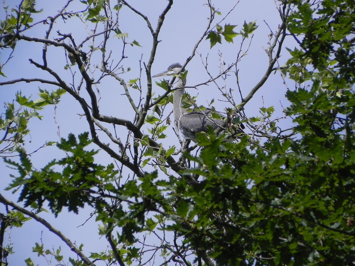 Great Blue Heron - ML645146022