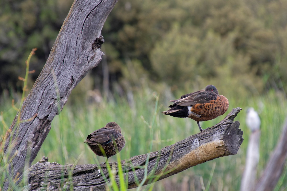 Chestnut Teal - ML645146030