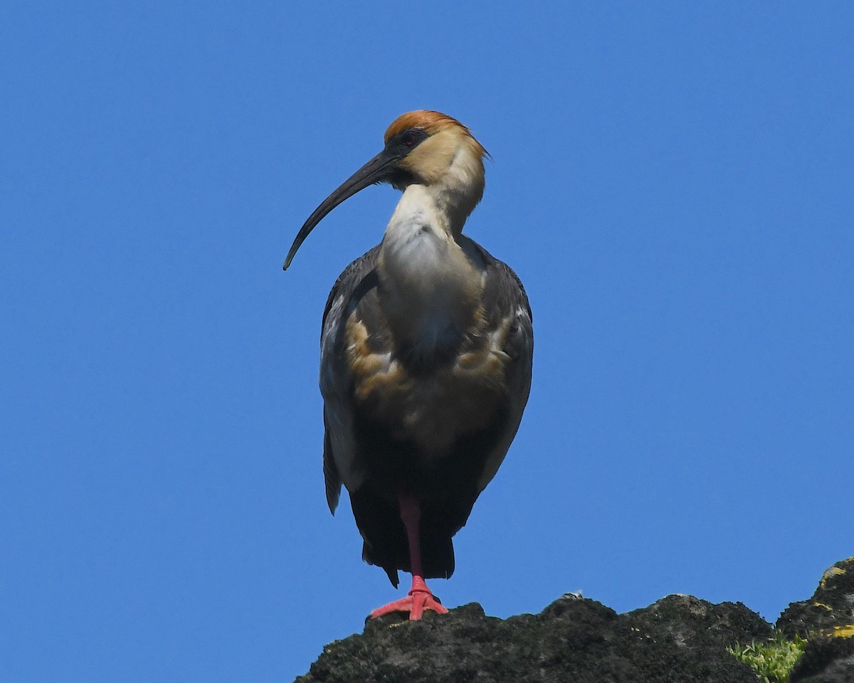 Bandurria Austral - ML645146033