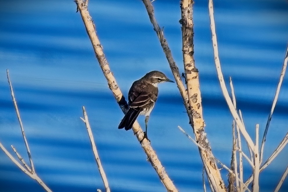 Cape Wagtail - ML645146034