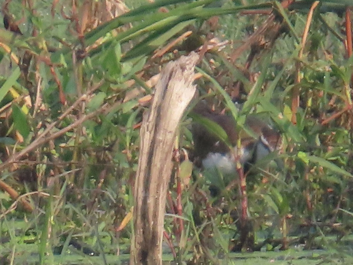 Jacana à longue queue - ML645146045