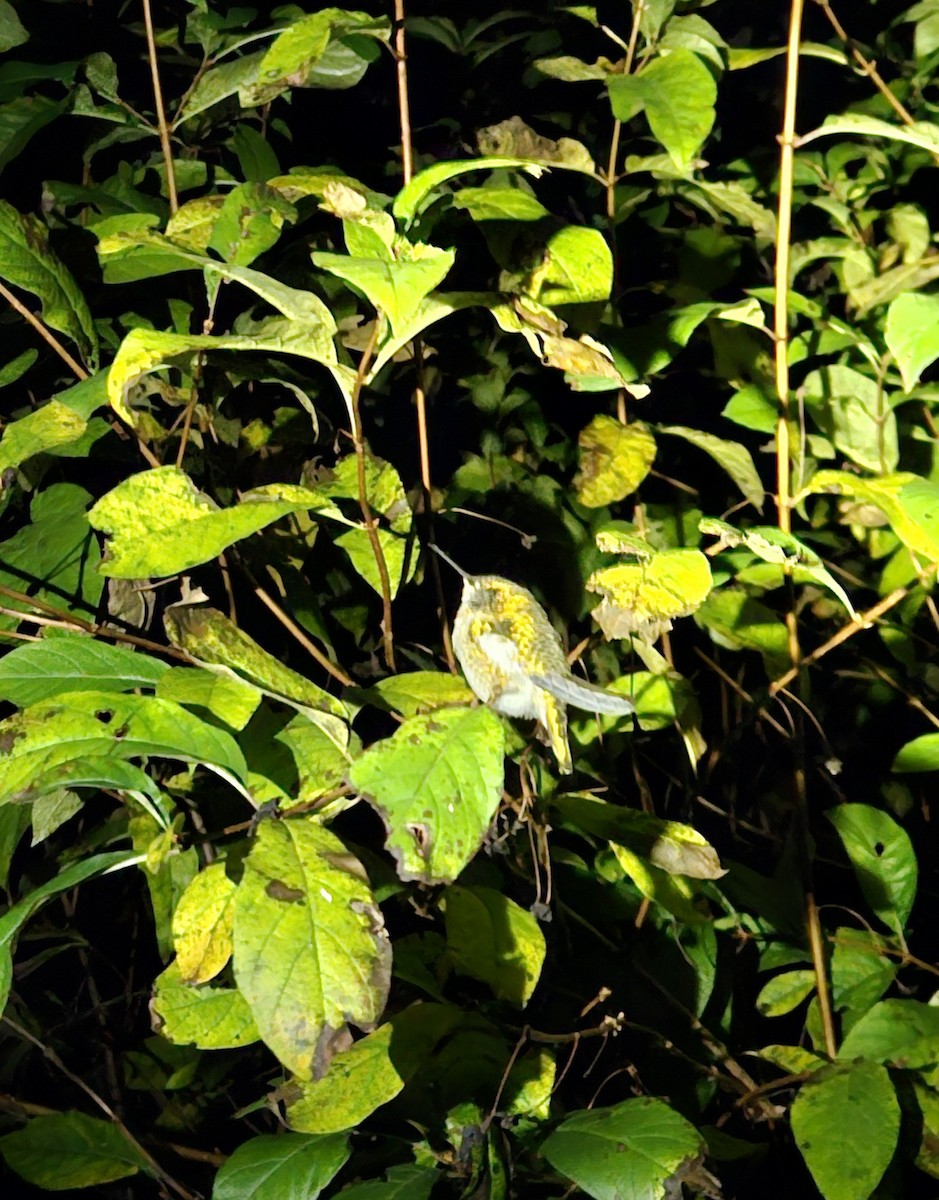 Anna's Hummingbird - ML645146062