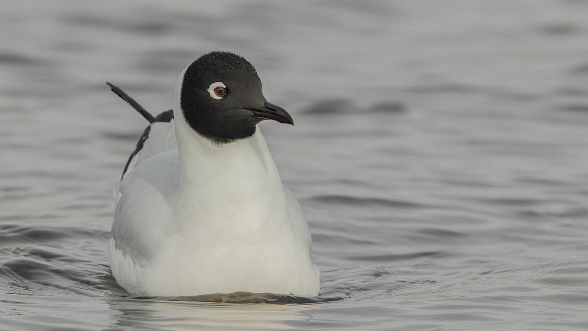 Andean Gull - ML645146063