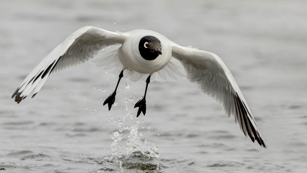 Andean Gull - ML645146064