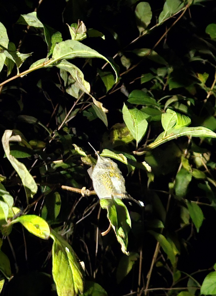 Anna's Hummingbird - ML645146065