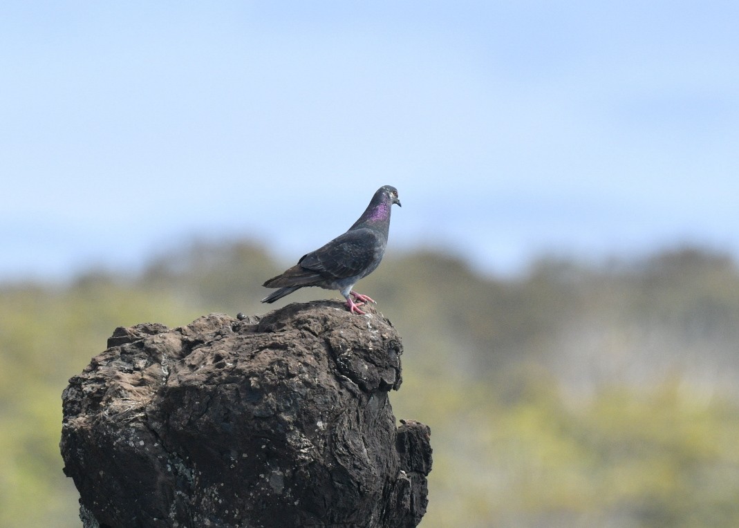 Rock Pigeon (Feral Pigeon) - ML645146066