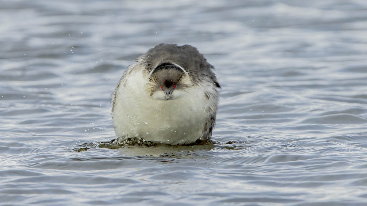 Silvery Grebe - ML645146072