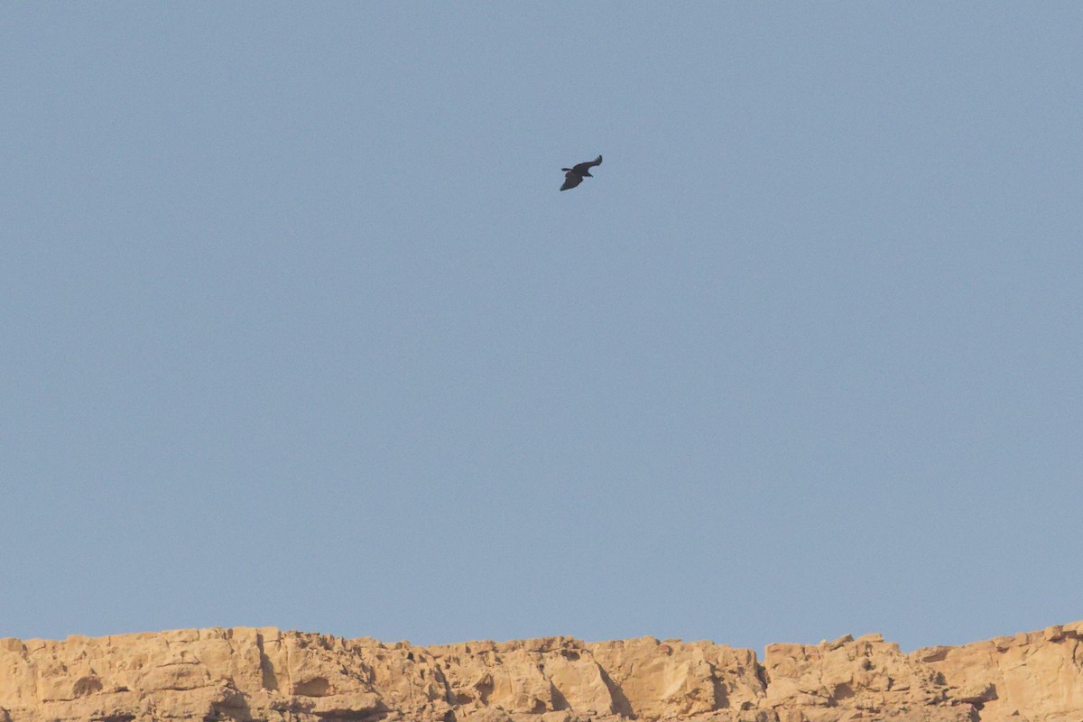 sup hnědý - ML645146078