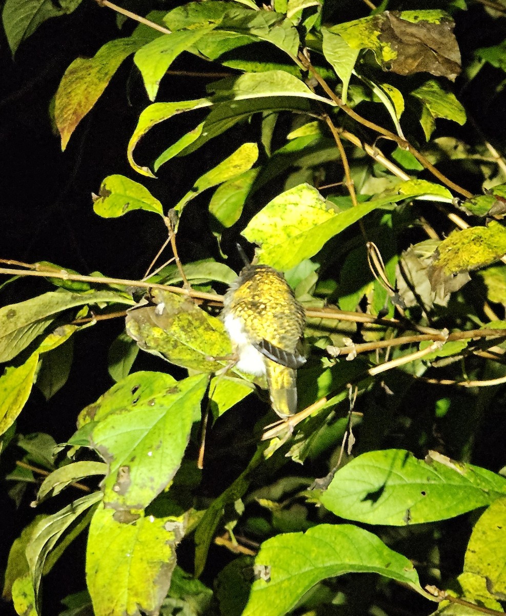 Anna's Hummingbird - ML645146081