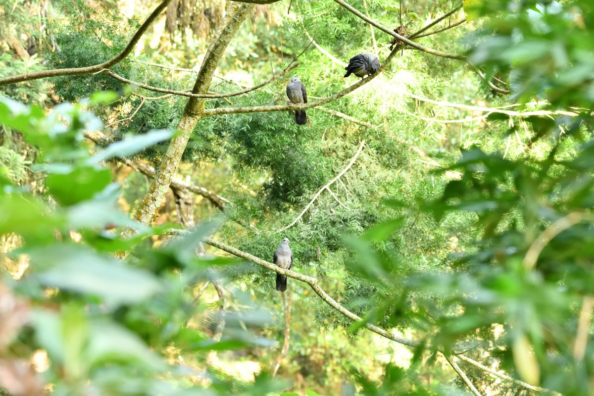 Nilgiri Wood-Pigeon - ML645146084