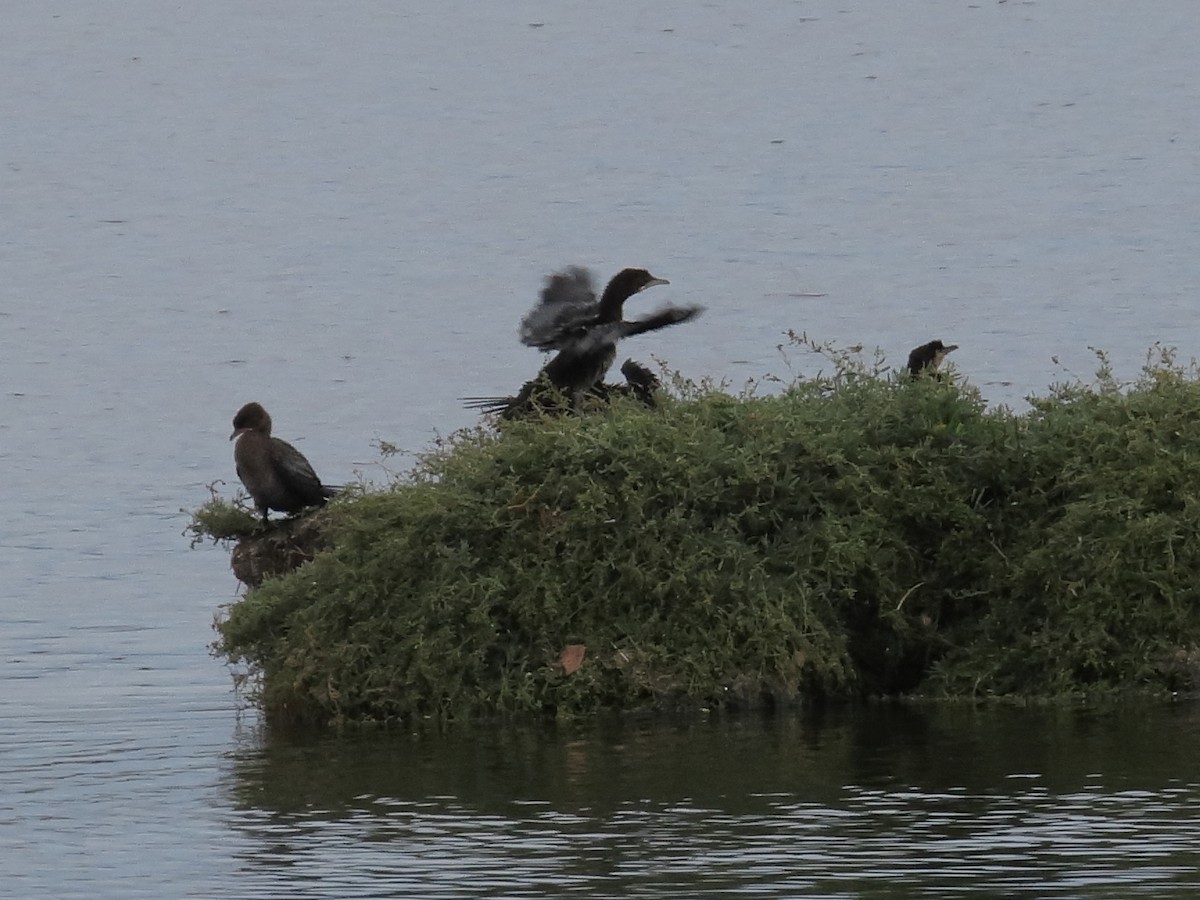 Pygmy Cormorant - ML645146087
