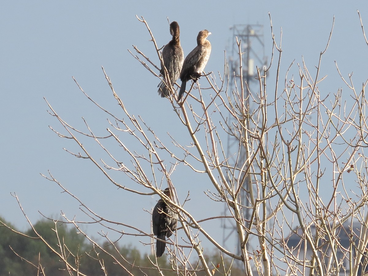Pygmy Cormorant - ML645146088