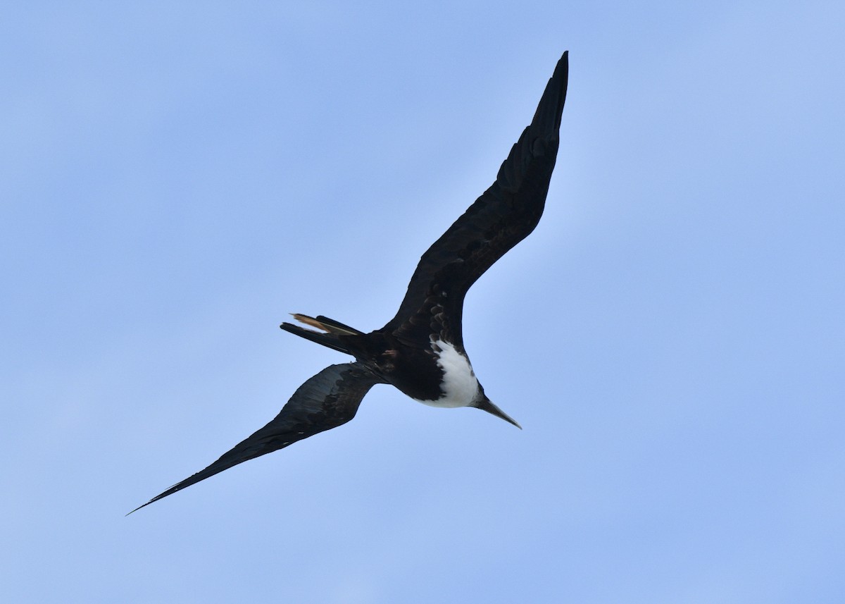 פריגט גדול - ML645146089