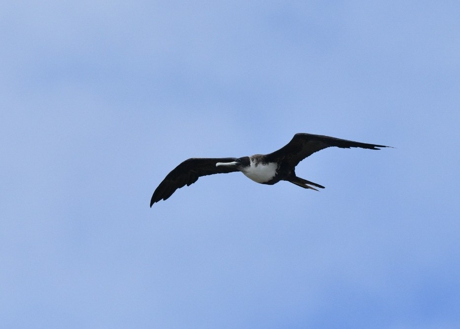 פריגט גדול - ML645146090