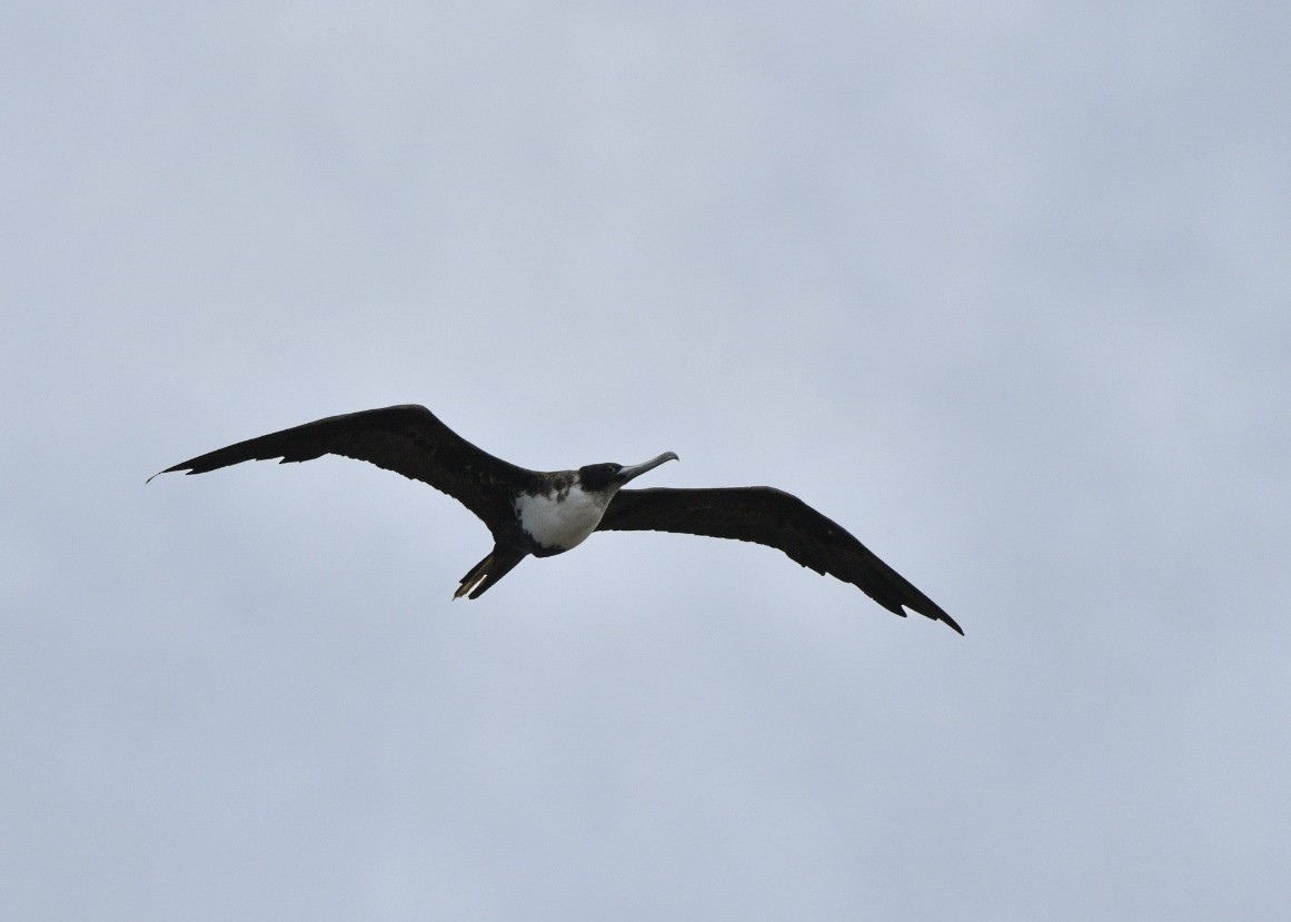 Great Frigatebird - ML645146091