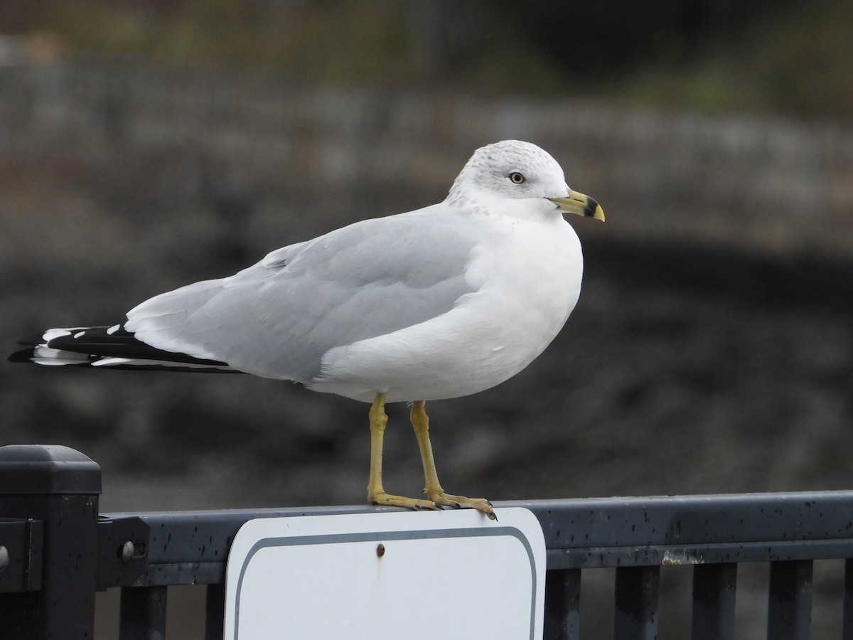 Ring-billed Gull - ML645146104