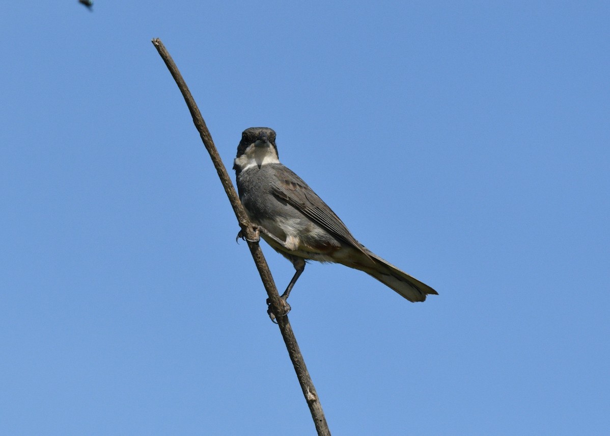 Diuca Finch - ML645146108