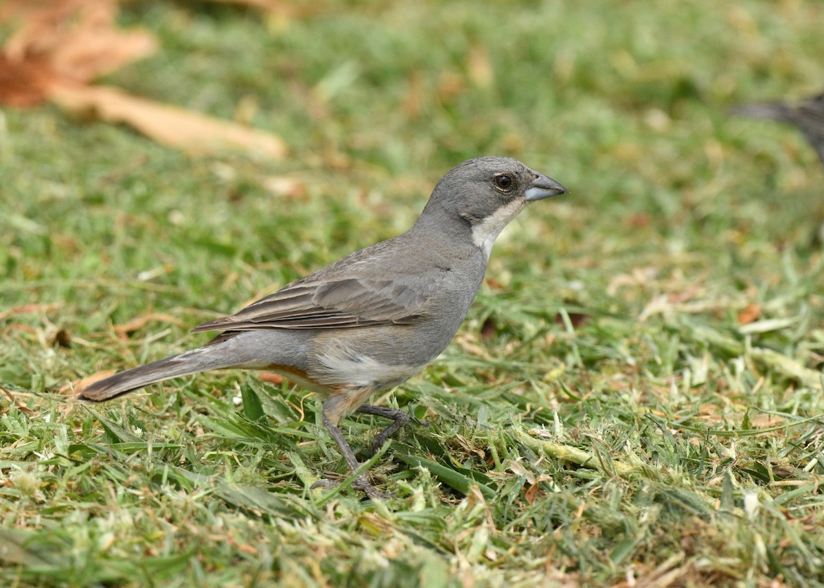 Diuca Finch - ML645146109