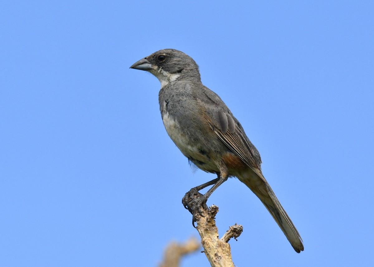 Diuca Finch - ML645146110