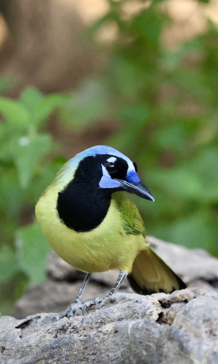 Yeşil Karga - ML645146111