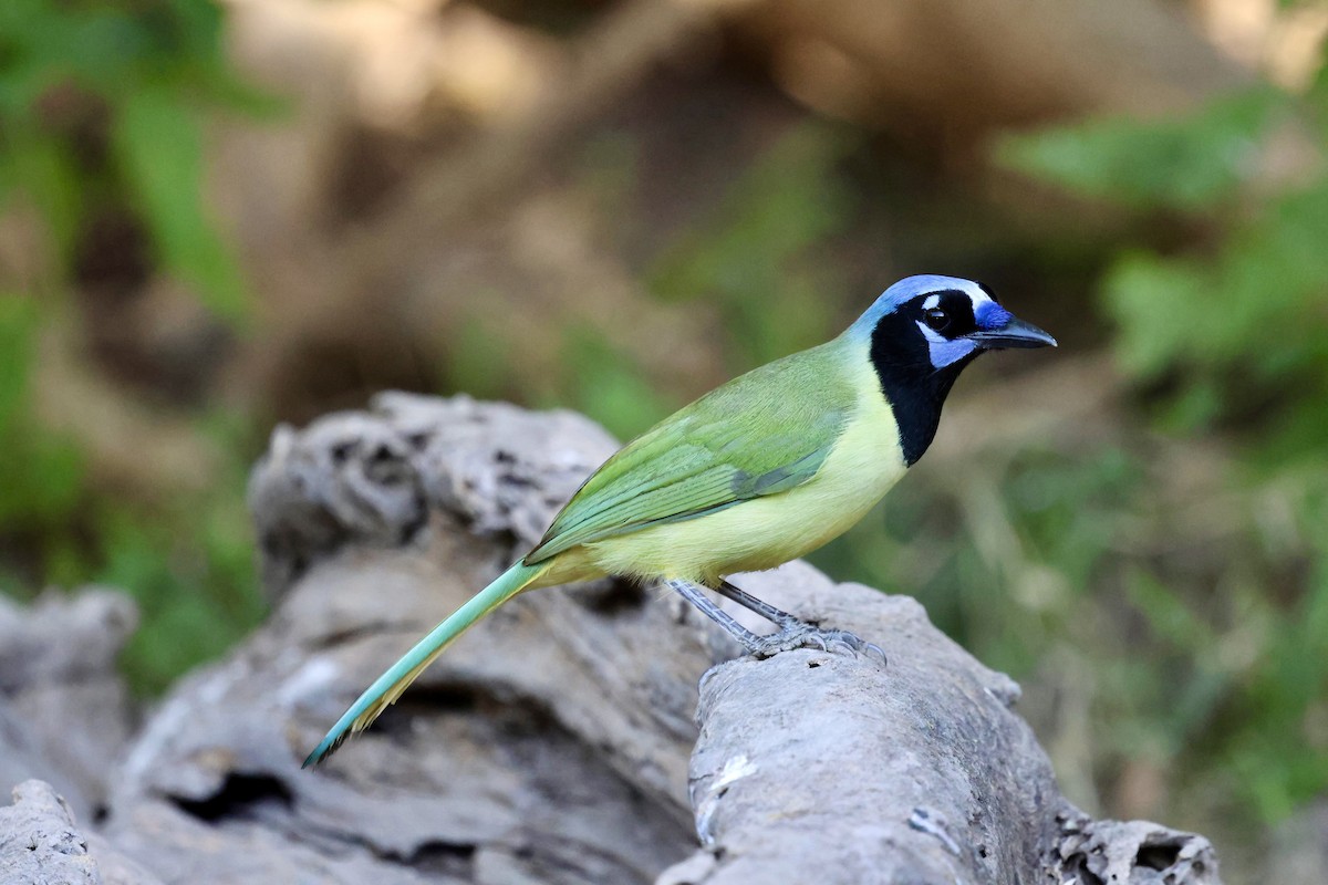 Yeşil Karga - ML645146112